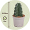 Plant in a Box - Cereus jamacaru - Cactus Cuddly - Set van 2 - Cactus zonder doornen - Perfecte cactus voor huishoudens met kinderen - Pot 12cm - Hoogte 25-30cm