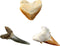 National Geographic - Shark Tooth Opgravingsset