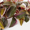 Mica Decorations Tradescantia - Kunst Hangplant - Hoogte 54 cm - Bordeaux