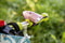 Mini Hornit NANO Fietslicht met Geluidseffecten - Roze/Paars