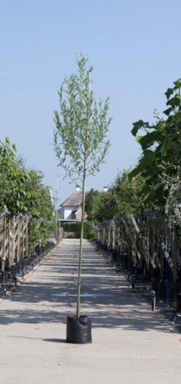 Witte wilg | Salix alba 14-18 cm | Bomenbezorgd.nl