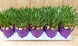 Warentuin natuurlijk - Blauwe Druifjes 10 potjes in tray kleur wit