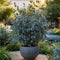Plant in a Box - Eucalyptus cinerea 'Silver Dollar' - Winterharde Eucalyptus - Pot 19cm - Hoogte 90-110cm