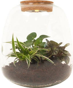 Plant Puzzel ® Discover the World Ecosysteem met verlichting - Broekhof Adding Value - Groene plant- Hoogte 25 cm