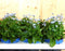 Vergeet-mij-niet 10 stuks in tray kleur blauw