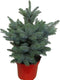 Kerstboom Picea pungens Super Blue ↨ 85cm - hoge kwaliteit planten