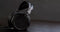 Audeze LCD-X - Over-Ear Koptelefoon - Draad - Open Klankkast - Zwart