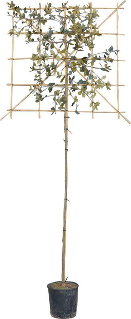 Steeneik leiboom 180 cm | Quercus ilex 4-6 cm 180 cm| Bomenbezorgd.nl