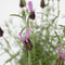 Plant in a Box - Lavandula stoechas 'Anouk' - Lavendelbomen in mand - Set van 2 - Pot 15cm - Hoogte 45-55cm - Winterhard - Tuinplanten