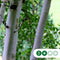 Witte berk meerstammig | Betula utillis | Bomenbezorgd.nl
