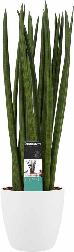 Sansevieria Cylindrica spaghetti met Elho brussels white ↨ 55cm - hoge kwaliteit planten