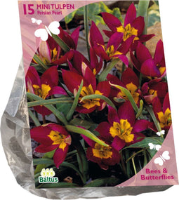 Baltus - Bollen Tulipa Humilis Persian Pearl 15 stuks