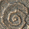 Ornament op voet - ornament op sokkel - bruin antiekgoud 52cm
