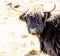 Customize it - Tuinschilderij hoogl zwart 130x70