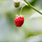 Plant in a Box - Rubus idaeus 'Malling Promise' - Set van 2 - Framboos - Fruitplanten - Struik - ⌀15cm - Hoogte 50-60cm