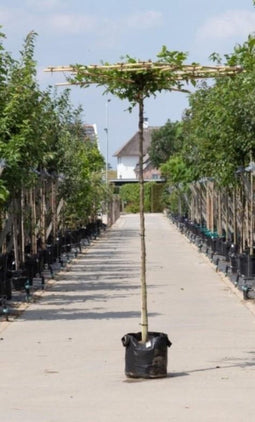 Haagbeuk vierkant dak Carpinus betulus Stamhoogte 160 cm stamomtrek 8-12 cm totaalhoogte 160-180 cm