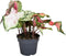 Plant in a Box - Caladium Carnaval - Exotische kamerplant - Pot 17cm - Hoogte 40-50cm