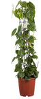 Gatenplant - Philodendron Scandens Brasil hoogte 120cm potmaat 24cm