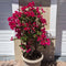 Plant in a Box - Bougainvillea - Bougainvillea op rek - Roze bloemen - Klimplant - Tuinplant - Pot 17cm - Hoogte 50-60cm