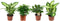 Combibox hippe kamerplanten (Ficus, Koffieplant, Dieffenbachia compacta en Camilla) - Set van 4 - De Groot - Combibox- Hoogte 25 cm