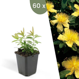 Plants by Frank | 60 Sint-Janskruid Planten | Hypericum calycinum | Winterharde bodembedekker planten | tuinplanten | Winterharde vaste planten meerjarig | Winterharde tuinplanten