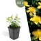 Plants by Frank | 60 Sint-Janskruid Planten | Hypericum calycinum | Winterharde bodembedekker planten | tuinplanten | Winterharde vaste planten meerjarig | Winterharde tuinplanten
