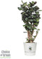Polyscias Fabian in Elho® Greenville pot ↨ 100cm - hoge kwaliteit planten