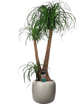 Beaucarnea in ELHO ® Pure Beads Small Ø 40 (Balanced Beige) – ↨ 90cm – ⌀ 39.2cm