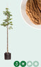 Walnotenboom 'Bella Maria' | Juglans r. 'Bella Maria' 6-8 cm | Bomenbezorgd.nl