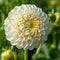 Plant in a Box - Dahlia 'Boom Boom' - set van 3 - zomerbloeiers - dahliaknollen - tuinbloemen - Wit