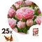 Plant in a Box - Tulipa Dreamer - Tulpenbollen x20 - Bloembollen voor Tuin, Terras of Balkon