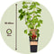 Plant in a Box - Ribes rubrum 'Jonkheer van Tets' - Aalbes - Set van 2 - Fruitstruik - Rode bessen - ⌀15cm - Hoogte 50-60cm