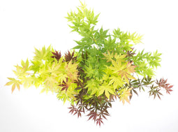 Plant in a Box - Acer palmatum 'Festival' - Japanse esdoorn Winterhard - Pot 19cm - Hoogte 60-70cm