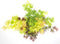 Plant in a Box - Acer palmatum 'Festival' - Japanse esdoorn Winterhard - Pot 19cm - Hoogte 60-70cm