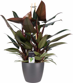 Decorum Philodendron New Red - Pyramide in ELHO Round (antraciet)