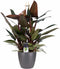 Decorum Philodendron New Red - Pyramide in ELHO Round (antraciet)