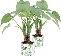 Alocasia Cucullata op stam in jungle keramiek - 60 cm, Ø 14 cm
