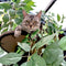 Viervoeter Kattenboom - Krabpaal - 160 cm - Verwisselbare bladeren - Groen Bruin
