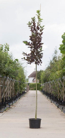 Decoratief Beeld - Vogelkers Canada Prunus Vir. Canada - Aluminium - Warentuin Natuurlijk - Red