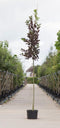 Decoratief Beeld - Vogelkers Canada Prunus Vir. Canada - Aluminium - Warentuin Natuurlijk - Red