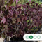 Judasboom 'Forest Pansy' hoogstam | Cercis canadensis 'Forest Pansy' 6-10 cm | Bomenbezorgd.nl