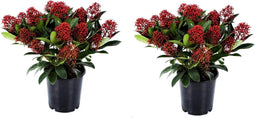 Plant in a Box - Skimmia japonica 'Rubella' - Set van 2 - Pot 15cm - Hoogte 35-45cm