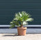 2 stuks! Dwergpalm Vulcano Chamaerops humilis Vulcano h 40cm boom