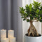 Plant in a Box - Ficus Ginseng - Set van 2 - Japanse Bonsai Kamerplanten - Pot 15cm - Hoogte 35-40cm