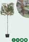 Olijfwilg leiboom 150 cm Elaeagnus ebbingei 270 cm