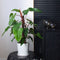 Plant in a Box - Philodendron 'Imperial Red' - Kamerplant - ⌀19 cm - Hoogte 50-55cm