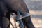 BBB Cycling LadySport - Fietszadel Dames - Anatomische uitsnijding - Zwart - 250 x 145mm