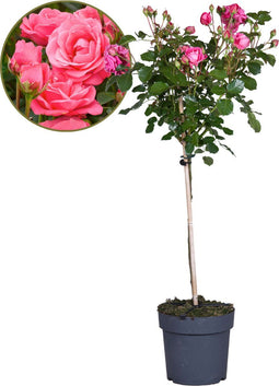Plant in a Box - Rosa Palace Topkapi - Stamroos meerjarig winterhard - Pot 19cm - Hoogte 80-100cm