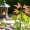 Japanse Esdoorn - Set van 4 - Acer 'Orange Dream' - Hoogte 25-40cm - ⌀10,5cm - Acer palm. Orange Dream P10,5 x4