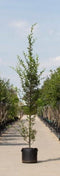 Zuil haagbeuk laagstam - Carpinus betulus ‘Fastigiata’ 300 - 400 cm totaalhoogte (10 - 14 cm stamomtrek)